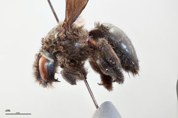 Media type: image;   Entomology 810855 Aspect: habitus lateral view